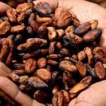 Cocoa Beans